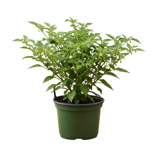 Ornamental pepper plant – image 2