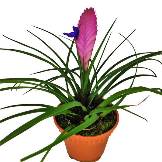 Pink Quill Tillandsia Cyanea – image 2