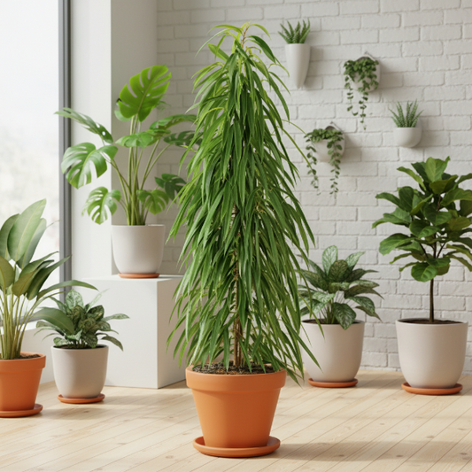 Ficus Amstel Queen – image 2