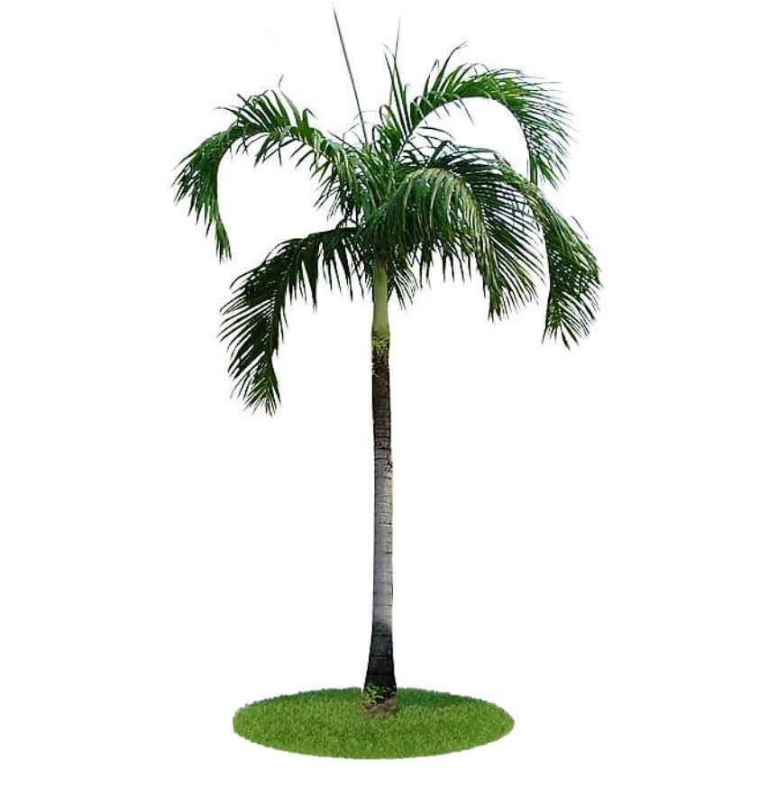Carpentaria Palm, Carpentaria Acuminata – image 6