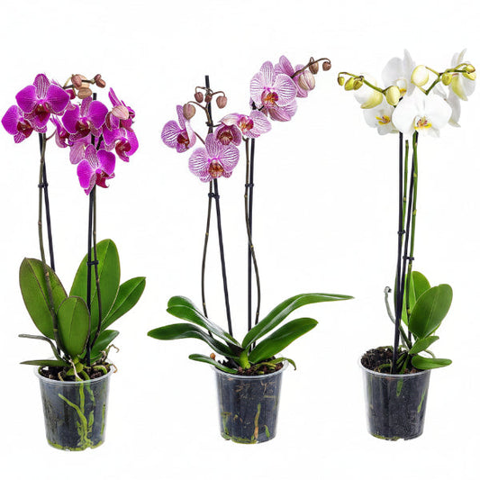 Moth Orchids, Phalaenopsis orchids – image 2