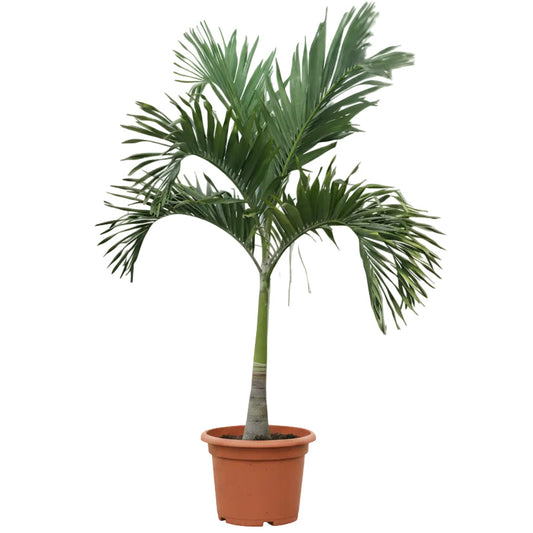 Manila Palm, Veitchia Merrillii – image 2