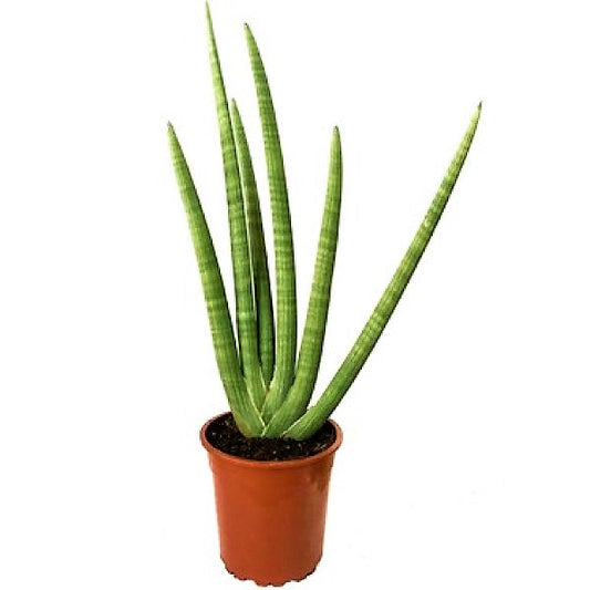 Sansevieria Cylindrica Skyline, Sansevieria Desertii – image 2