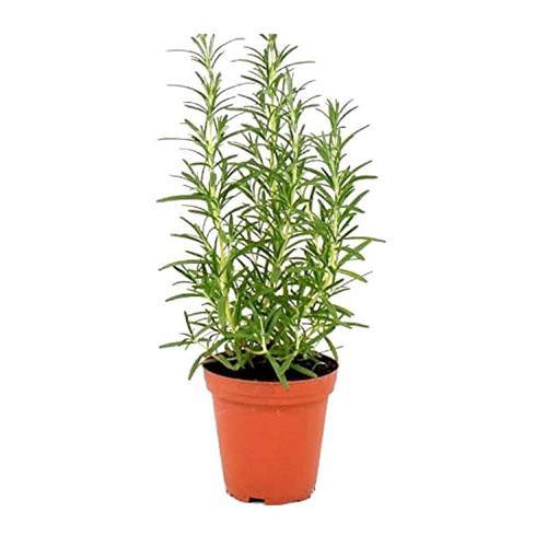 Rosmarinus Officialis, Rosemary Herb Outdoor – image 2
