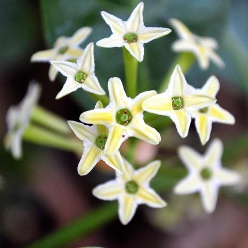 Cestrum nocturnum, Night Queen, Night-blooming jasmine – image 2