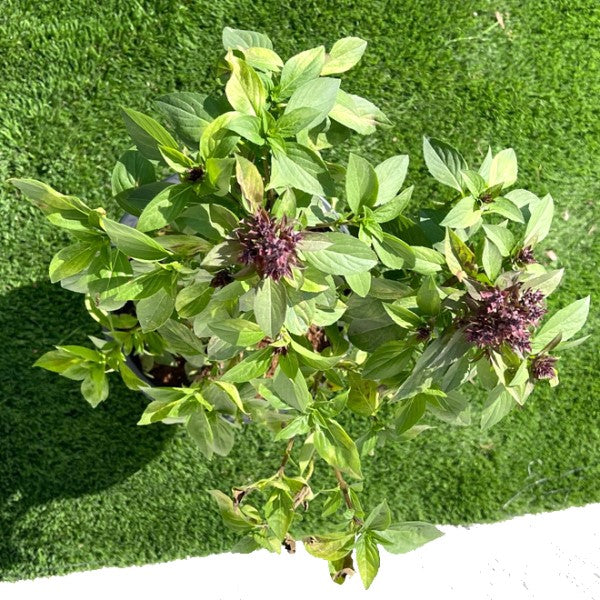 Rehan Herb, Persian Basil, Ocimum Basilicum – image 3