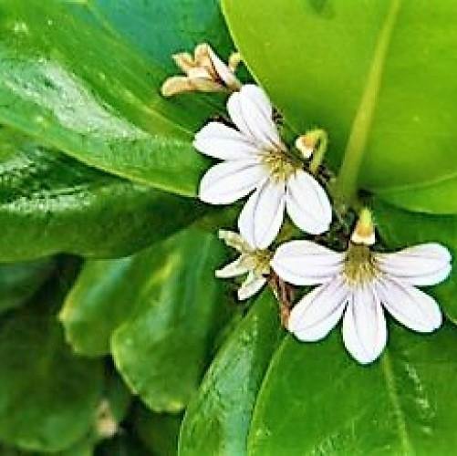 Scaevola frutescens, Vahl Beach Naupaka, Hawaiian Half Flower, Sea Lettuce – image 2