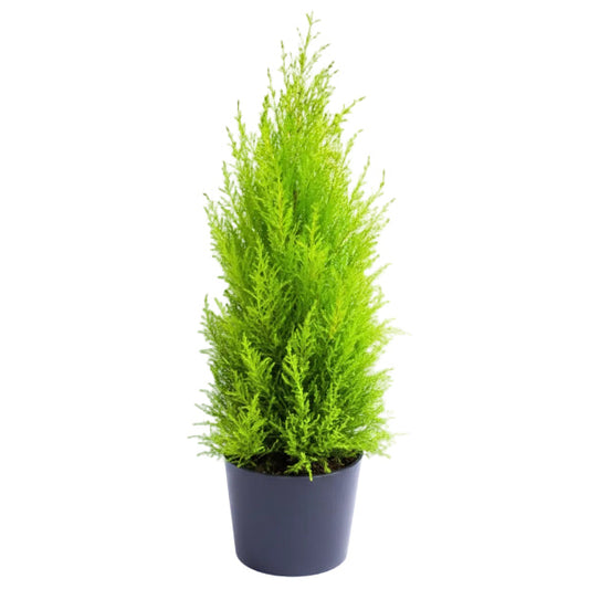 Goldcrest Wilma, Cupressus macrocarpa, Lemon Cyperus – image 2