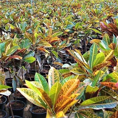 Codiaeum Variegatum Croton, Garden croton – image 2