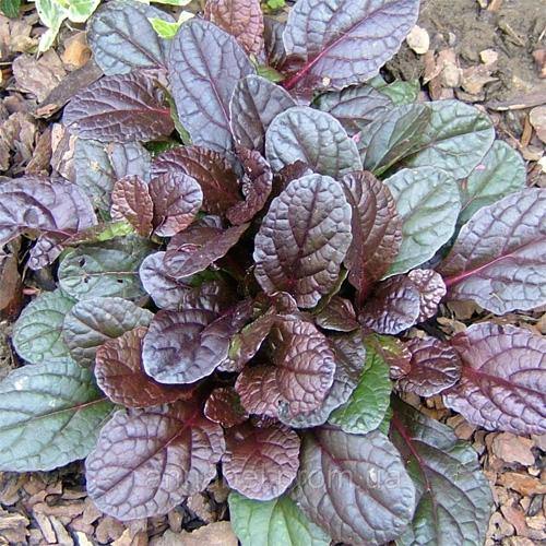 Ajuga Reptans, Bugleherb (small) – image 2