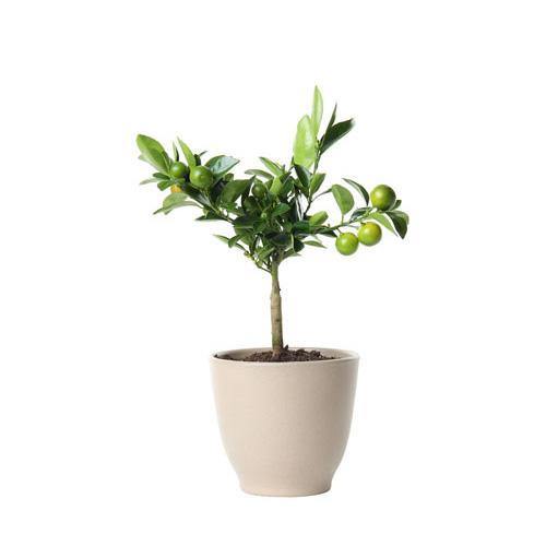 Citrus, Binzaheer, lime – image 7