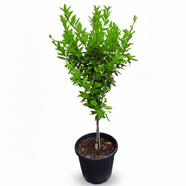 Mandarin Plant, Kinnow Orange tree – image 6