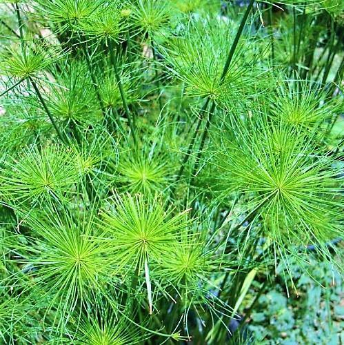 Cyperus Haspan, Dwarf Cyperus – image 5