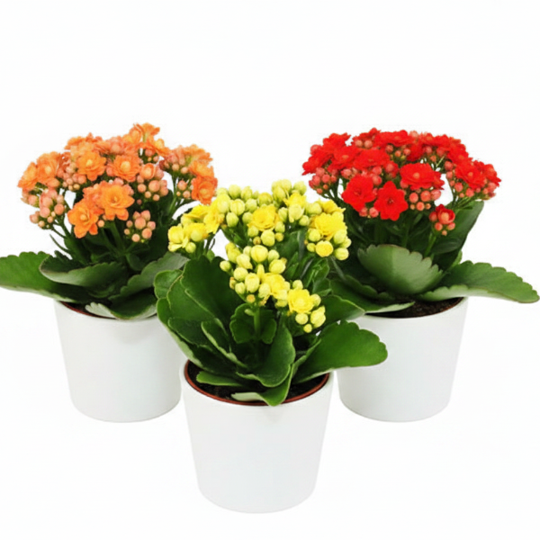 Kalanchoe blossifeldiana, Flaming Katy, Christmas , outdoor – image 7