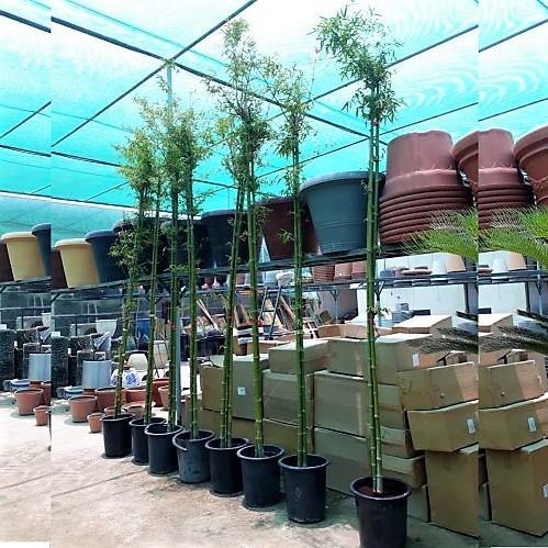 Bambus Green, Tropical Bamboo – image 2