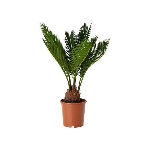 Cycas Circinalis, Queen Sago – image 4