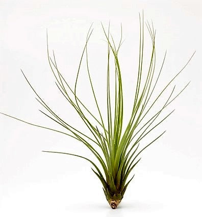 Tillandsia Juncifolia – image 4