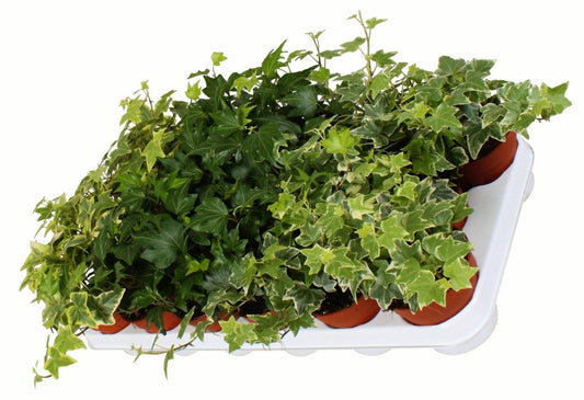 Hedera helix or English Ivy (Mixed Per Plant) – image 2