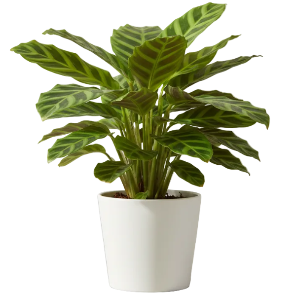 Zebra Plant, Calathea Zebrina – image 4