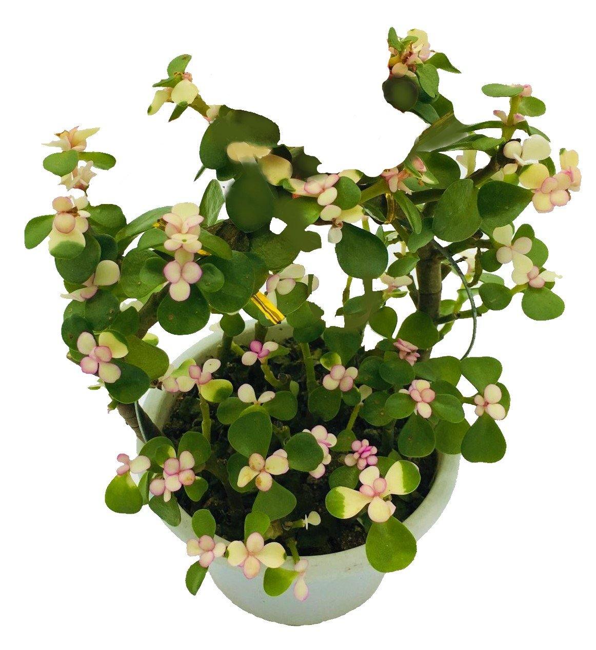 Elephant Bush, Portulacaria Bonsai – image 7