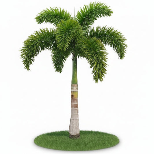 Foxtail Palm, Wodyetia Bifurcata – image 2