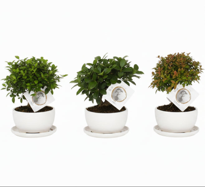 Mini Bonsai Mixed (One Plant in Pot) – image 5