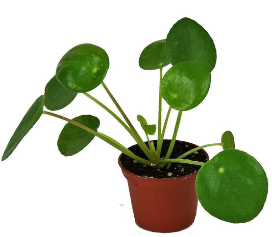 Chinese Money Plant, Pilea Peperomioides – image 2