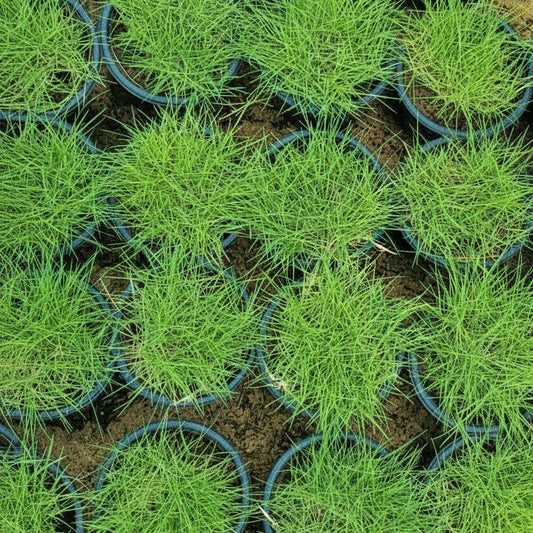 Zoysia Japonica, Korean Lawn Grass – image 2