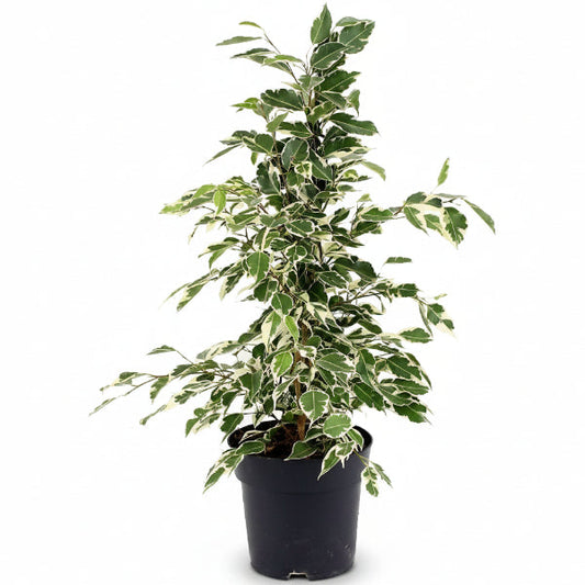 Ficus Benjamina, Twilight – image 2