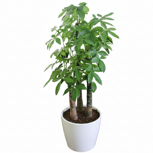 Pachira aquatica, Money Tree, Triple Trunk – image 2