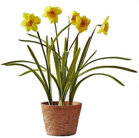 Daffodil Narcissus - Seasonal Flowering Bulb Plant – Green Plants