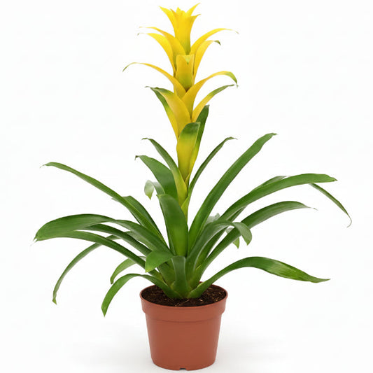Guzmania Red Yellow Orange Plants, Scarlet Star – image 2