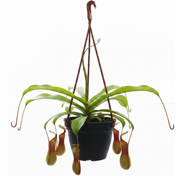 Monkey Jar , Nepenthes – image 6
