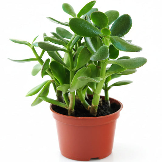 Money Tree, Crassula ovata, Dollar Plant, Jade Tree – image 2