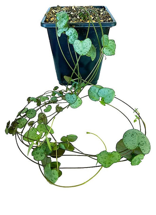 String of Hearts, Ceropegia Woodii – image 2