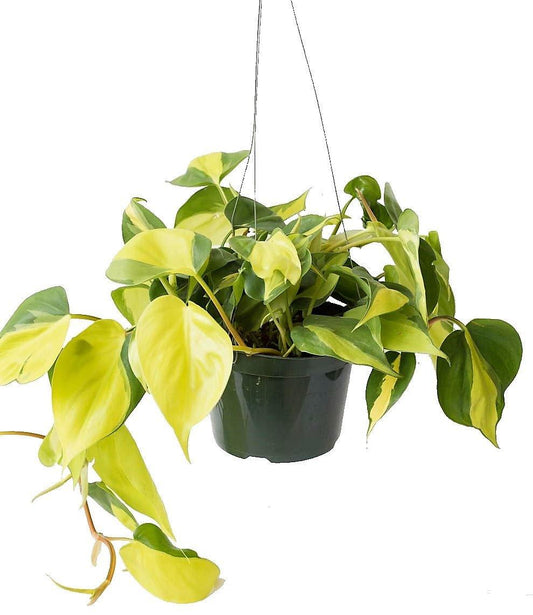 Philodendron Brasil, Heartleaf Philodendron – image 2