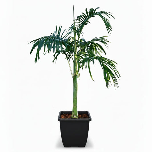 Carpentaria Palm, Carpentaria Acuminata – image 2