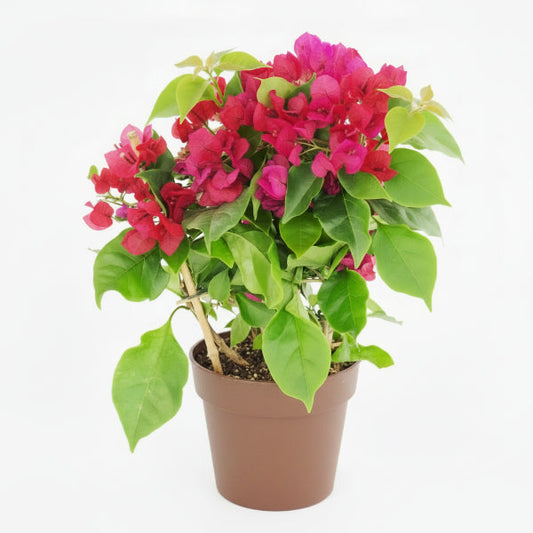 Bougainvillea Rainbow GOLD – image 2