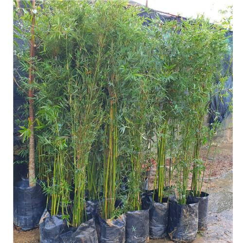 Bambusa multiplex, Chinese Dwarf Bamboo – image 2