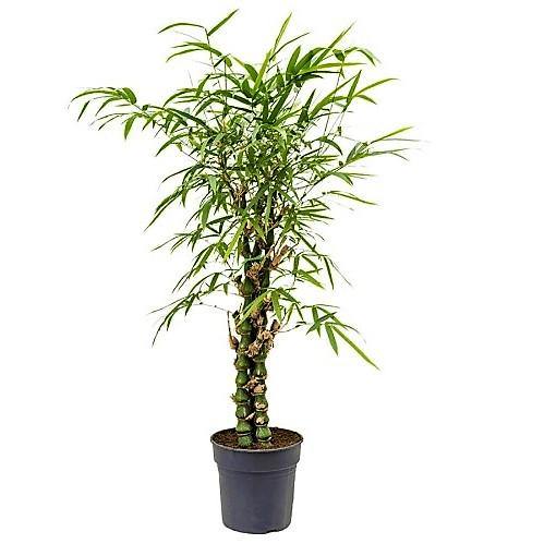 Bambusa Ventricosa, Buddha Belly Bamboo – image 2
