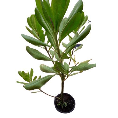 Scaevola frutescens, Vahl Beach Naupaka, Hawaiian Half Flower, Sea Lettuce – image 5