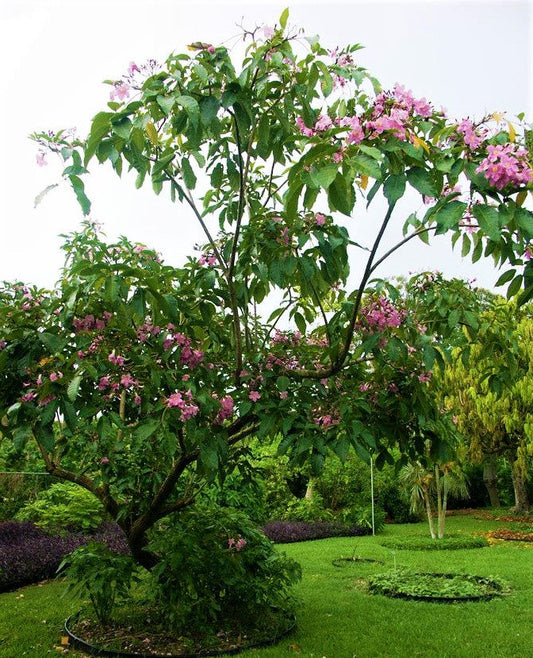 Trumpet Tree, Tabebuia pentaphylla, Tabebuia Rosea – image 2