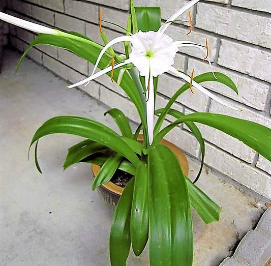 Spider Lily, Hymenocallis Littoralis, Lilly – image 2