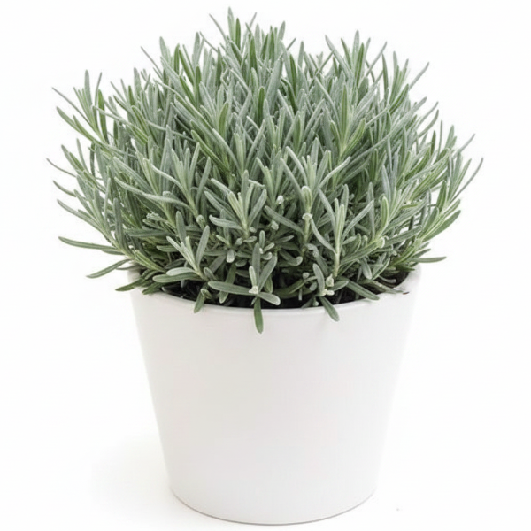 Lavender Herb, Lavandula Dentata – image 6
