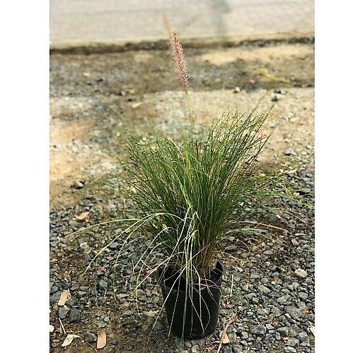 Pennisetum Setaceum, African Fountain Grass, Tender Fountain Grass – image 6