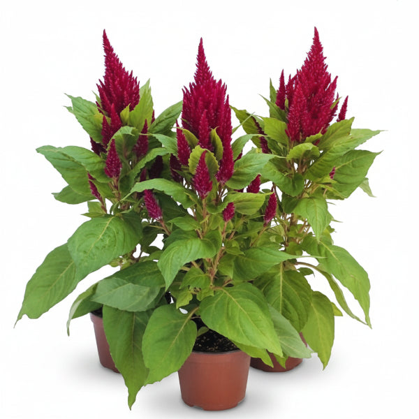 Celosia Plumosa, Silver Cock’s Comb (small) – image 5