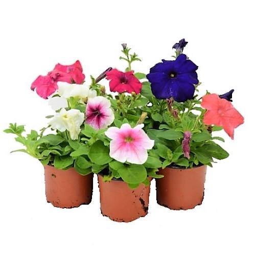 Petunia, Petunias (small) – image 2