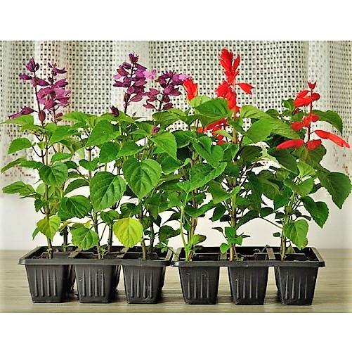 Sage of the diviners, Salvia divinorum (small) – image 2