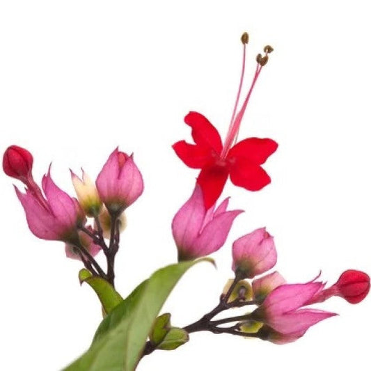 Clerodendrum Thomsoniae, Pink Bleeding Heart Vine – image 2