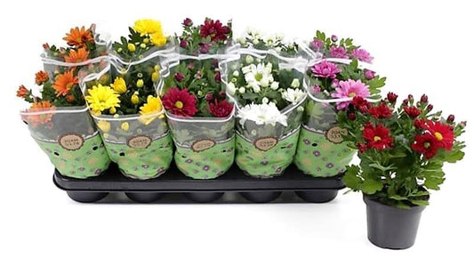 Chrysanthemum per plant – image 2
